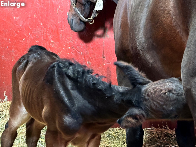 Photo of Tail On Fire, a bay colt by Chapter Seven and out of Oh My Darlin