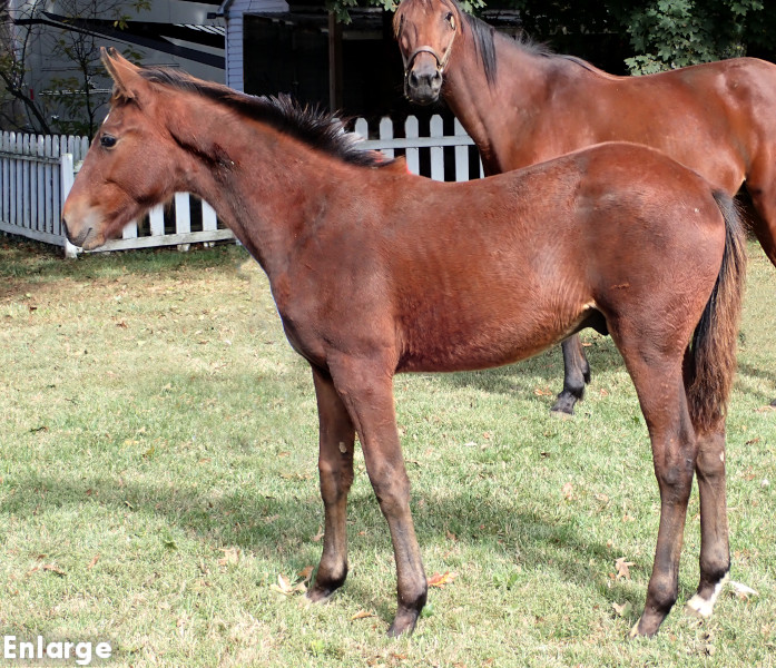 Own The Day, bc Photo of Own The Day, a bay colt by Gimpanzee and out of Is A Pearl