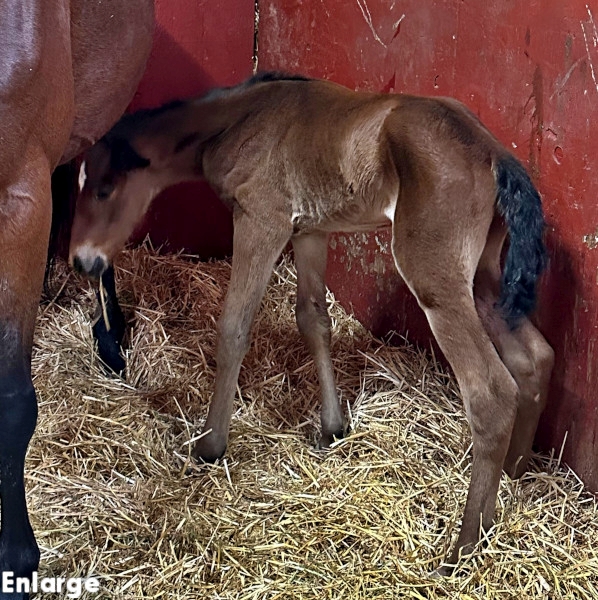 Photo of Own The Day, a bay colt by Gimpanzee and out of Is A Pearl
