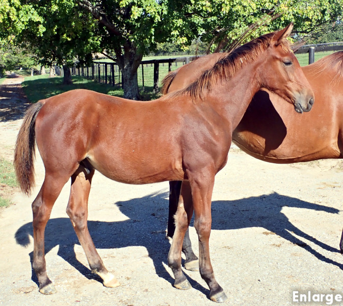 Priority One, bc Photo of Priority One, a bay colt by Boccador de Sim and out of Jamaica Turbo FR