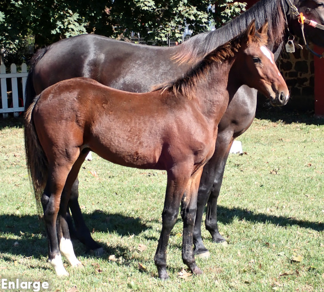 Ronin, bc Photo of Ronin, a bay colt by Muscle Hill and out of Exile