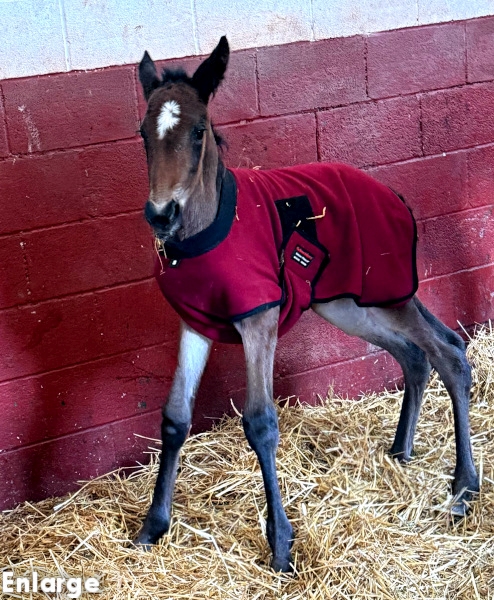 Photo of Priority One, a bay colt by Boccador de Sim and out of Jamaica Turbo FR