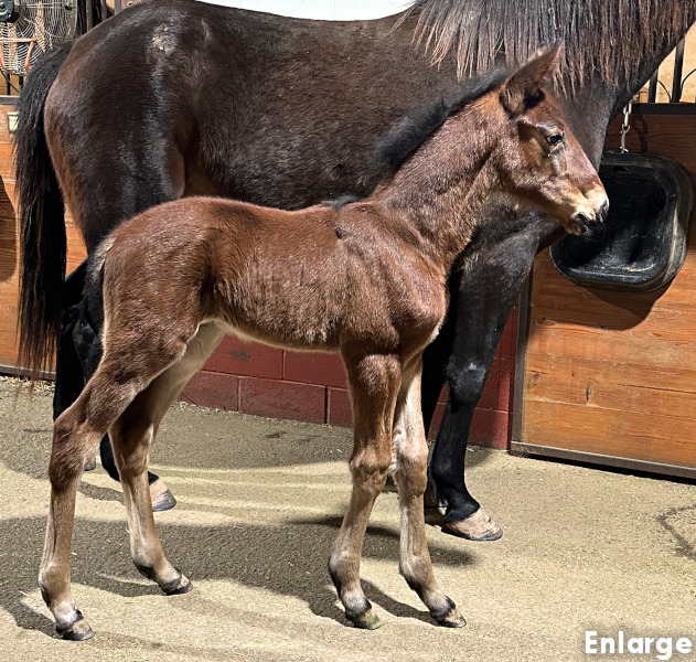 Photo of Adore Me's 2026 foal, a bay colt by Sig Sauer