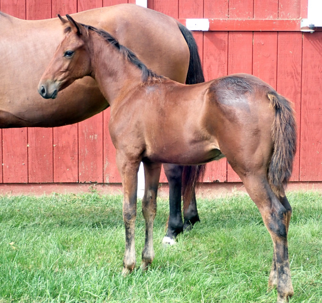 Photo of Airtight Alibi, a bay colt by Back Of The Neck and out of Kelle Evidence