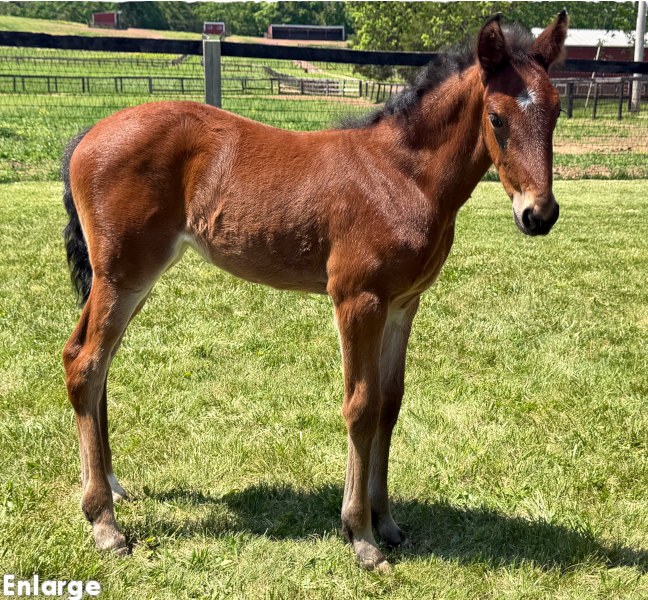 Eclectic Style, bf Photo of, Eclectic Style, Enjoystile's 2026 bay filly by Tactical Approach