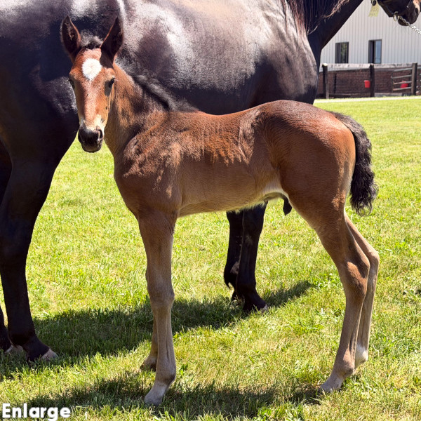 Fire Mission, bc Photo of Fire Mission, a bay colt by Sig Sauer and out of Ilia