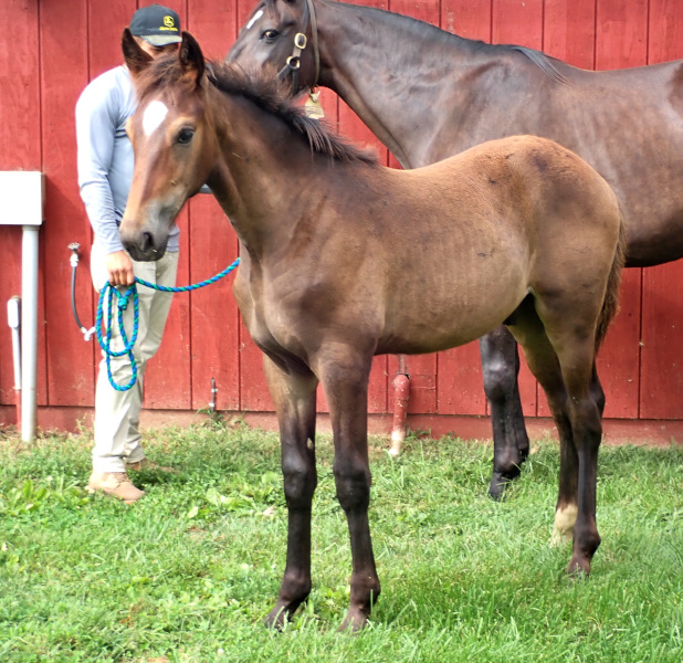 Photo of Fire Mission, a bay colt by Sig Sauer and out of Ilia