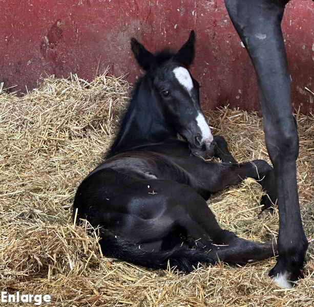 Photo of Just Joshing's brown filly by TCI