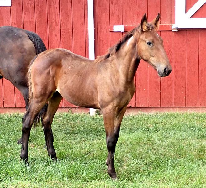 photo of Legs And A Prayer, a bay filly by King of the North and out of Legzy