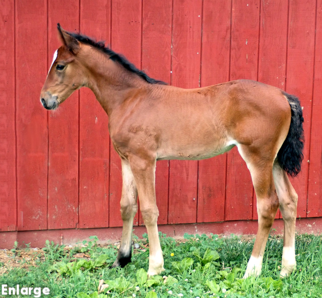 Photo of bay filly by Green Manalishi and out of McKees Angel
