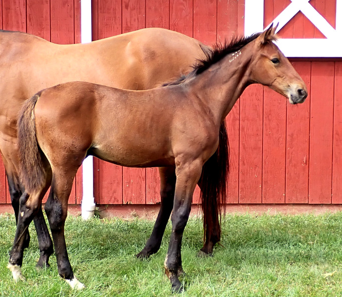 Photo of P Fifty One, a bay colt by Muscle Hill and out of Jamaica Turbo FR