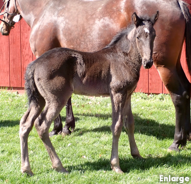 Photo of Readly Success's 2026 foal, a brown colt by Green Manalishi