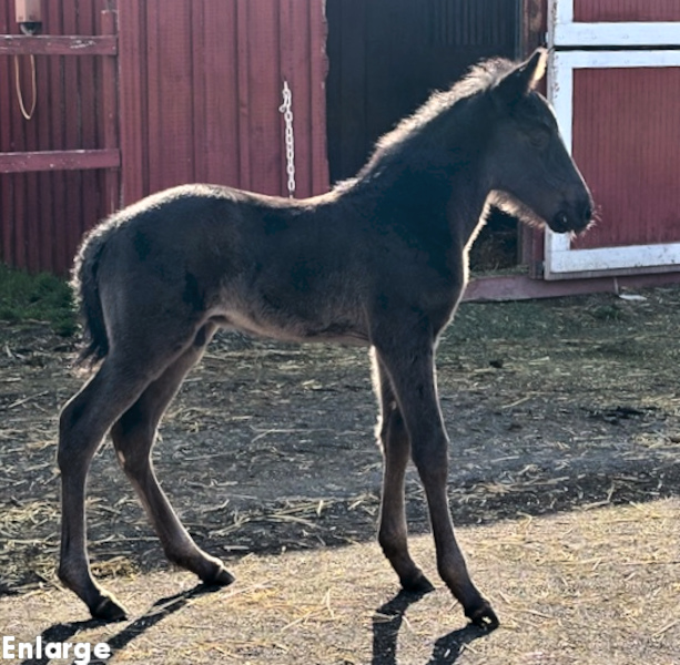 Photo of Readly Success's 2026 foal, a brown colt by Green Manalishi