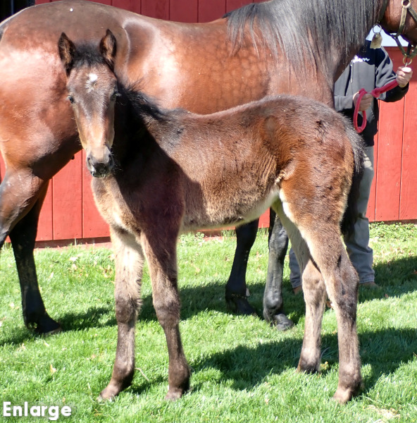 Photo of SMS Princess's 2026 foal, a bay filly by Winners Bet and out of SMS Princess