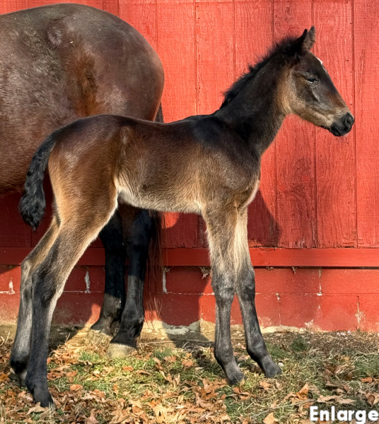Photo of SMS Princess's 2026 foal, a bay filly by Winners Bet and out of SMS Princess