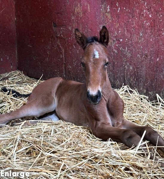 BC Jamaica Turbo Photo of bay colt by Muscle Hill and out of Jamaica Turbo FR