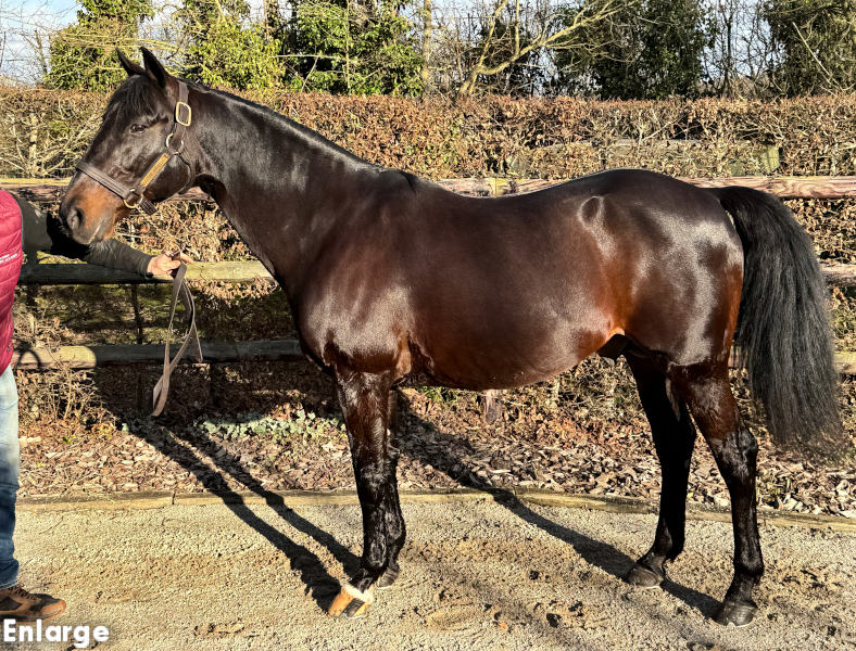 Bird Parker Photo of French Stallion Bird Parker
