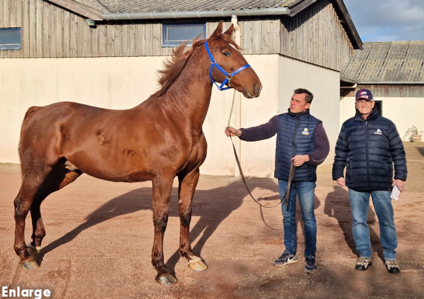 Boccador de Simm Photo of French stallion Boccador de Simm