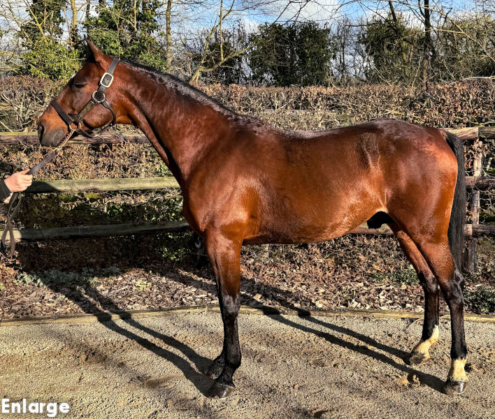 Charly du Noyer Photo of French stallion Charly du Noyer