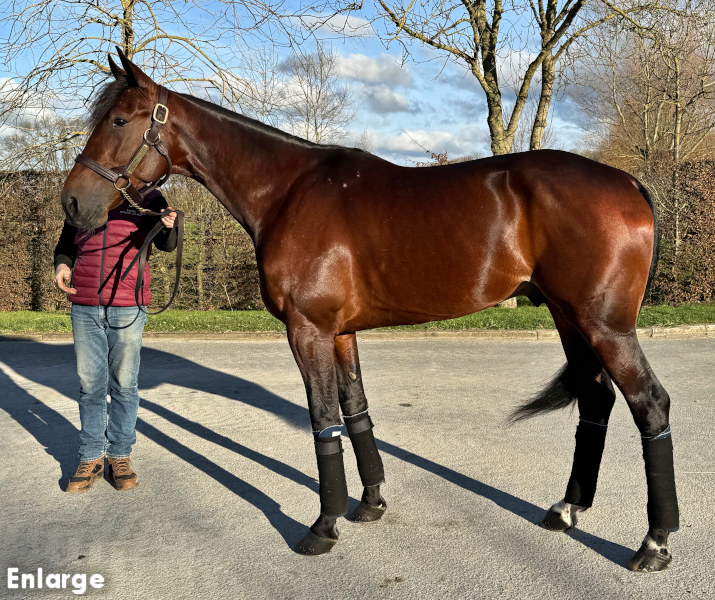 Ginostrabiggli Photo of French Stallion Ginostrabiggli