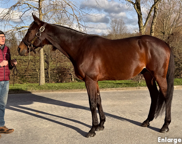 Hohneck Photo of French stallion Hohneck