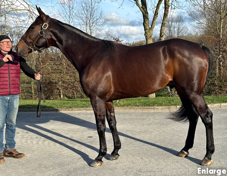 Just A Gigolo Photo of French Stallion Just A Gigolo