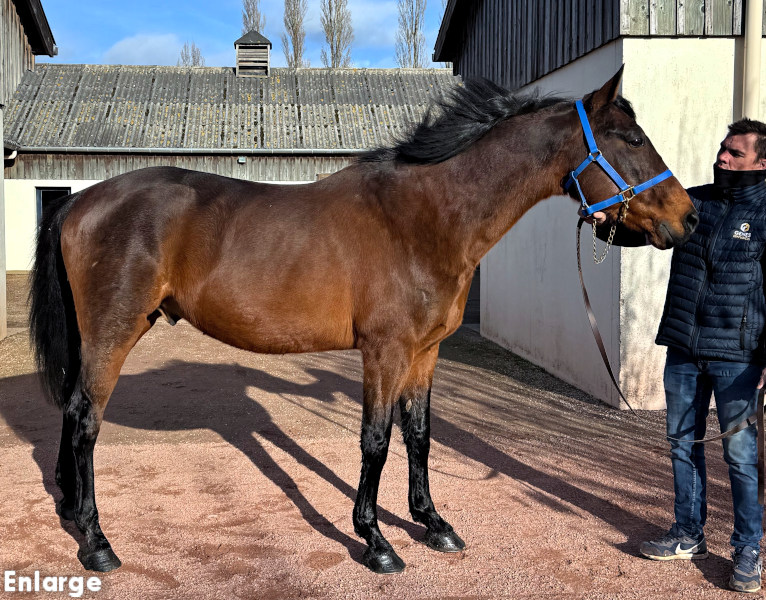 Offshore Dream Photo of French Stallion Offshore Dream