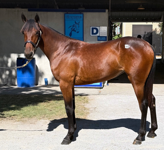 Jula Florence, a bay filly by Chapter Seven and out of Jula She's Magic