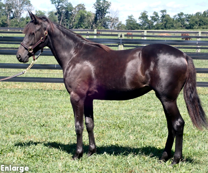 Casual Style, brf Casual Style, a brown filly by Temporal Hanover and out of Enjoystile