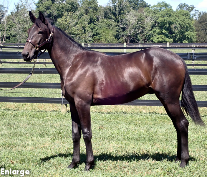 Detonate, brc Detonate, a brown colt by Greenshoe and out of Ilia