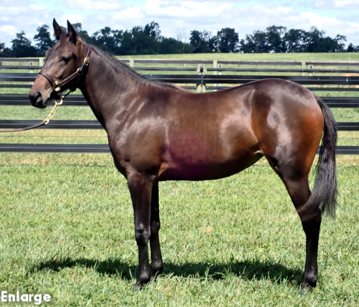 Fun And Games, bf Fun And Games, a bay filly by Greenshoe and out of Just Joshing
