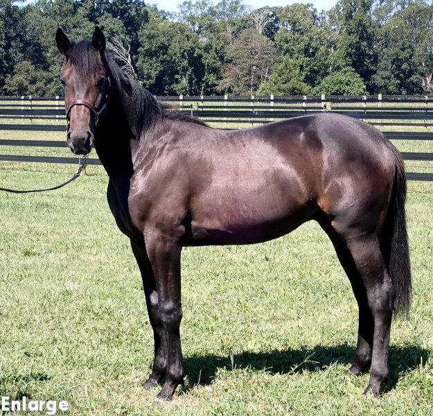 Jailbreak, brc Jailbreak, a brown colt by Swan for All and out of Jodi's Jayme