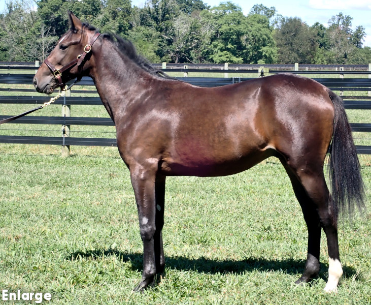 Left Bank, bc Left Bank, a bay colt by Bold Eagle and out of Monroe County