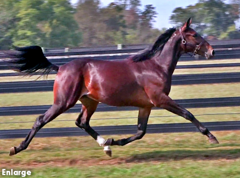 Photo of Left Bank, an athletic bay yearling colt out of Monroe County