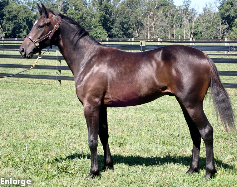 Oh Let's Go, bc Photo of Oh Let's Go, a bay colt by Rebuff and out of Oh My Darlin'