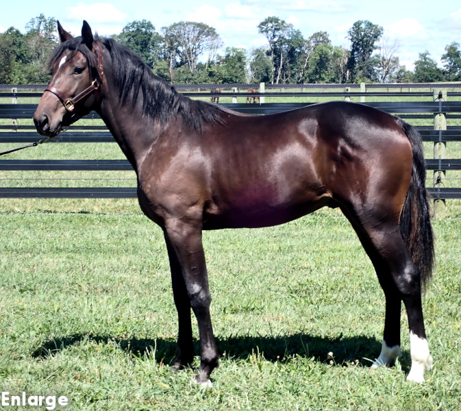Rebellion, bc Rebellion, bay colt by Muscle Hill and out of Exile