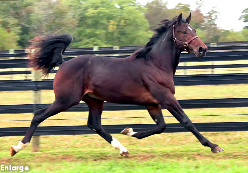 Photo of Angel Be Mine, an elegant bay yearling filly out of McKees Angel