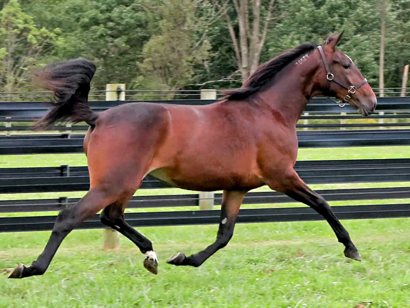 Photo of Bling Girl, an elegant bay yearling filly by Greenshoe and out of A List Lindy
