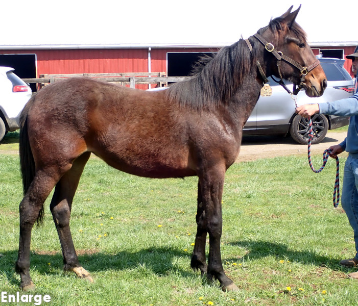 Photo of Bling Girl, a bay filly by Greenshoe and out of A List Lindy