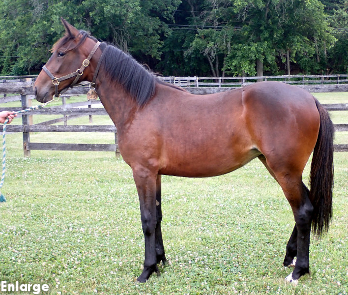 Bling Girl, bf Photo of Bling Girl, a bay filly by Greenshoe and out of A List Lindy