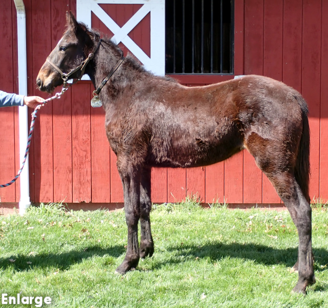 Photo of Catch Me, a bay filly by Tactical Approach and out of Ilia