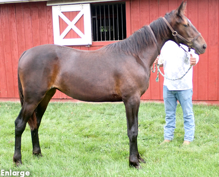 Catch Me, bf Photo of Catch Me, a bay filly by Tactical Approach and out of Ilia