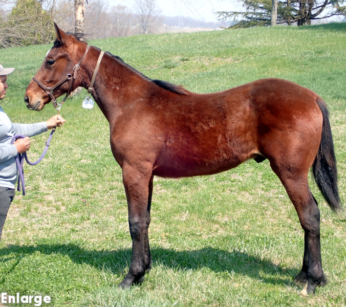 Photo of bay colt by Muscle Hill and out of McKees Angel