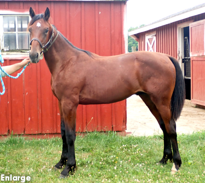 Devil His Due, bc Photo of bay colt by Muscle Hill and out of McKees Angel