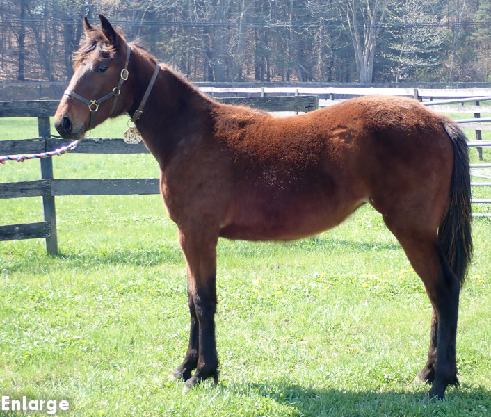 Photo of High Jinks, a bay filly by Back of the Neck and out of Just Joshing