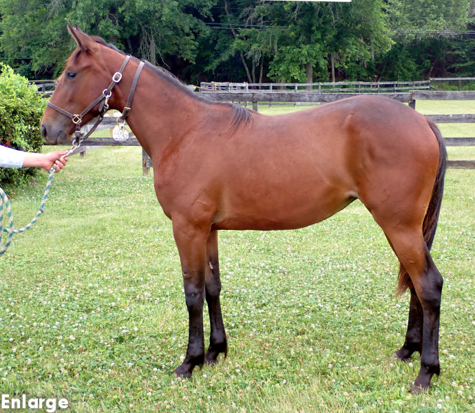 High Jinks, bf Photo of High Jinks, a bay filly by Back of the Neck and out of Just Joshing
