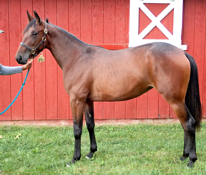 Photo of High Jinks, a bay filly by Back of the Neck and out of Just Joshing