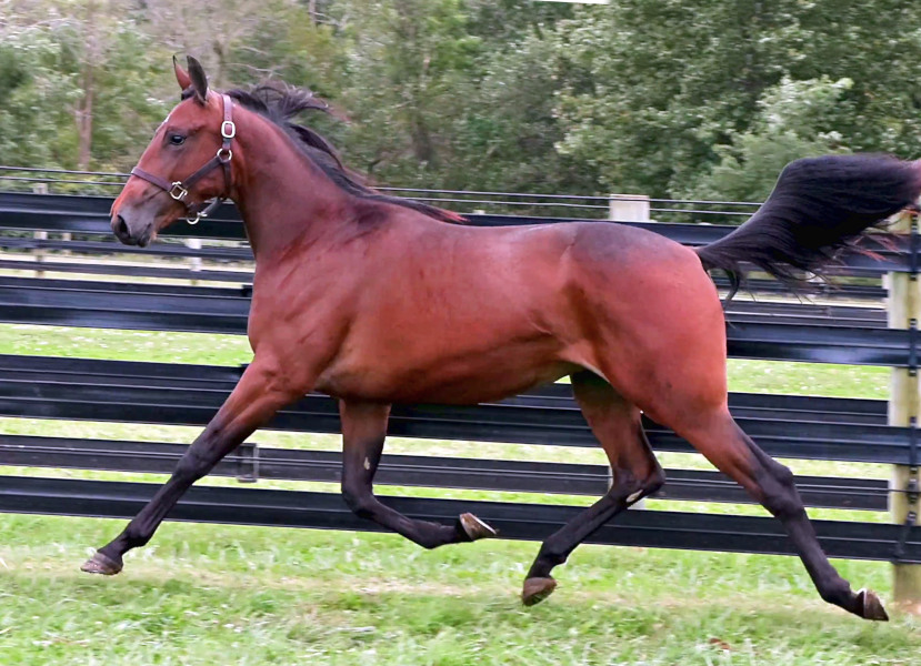 Photo of High Jinx, an athletic bay yearling colt by Back Of The Neck and out of Just Joshing, trotting in the paddock