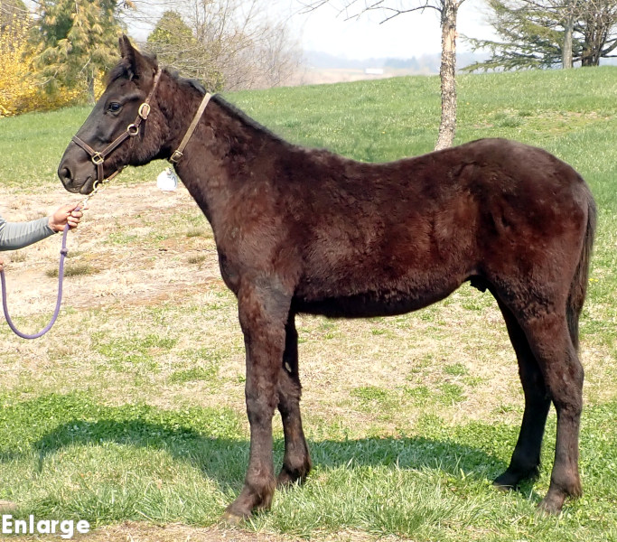 photo of Legs Diamond, a brown colt by Green Manalishi and out of Legzy