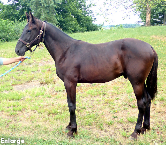 Legs Diamond, brc photo of Legs Diamond, a brown colt by Green Manalishi and out of Legzy
